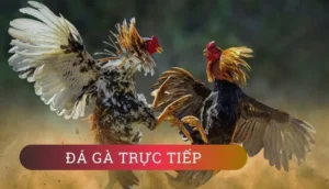 Tham Gia Đá Gà Sao789: Cơ Hội Thắng Lớn Chạm Tay Bạn Ngay Hôm Nay!